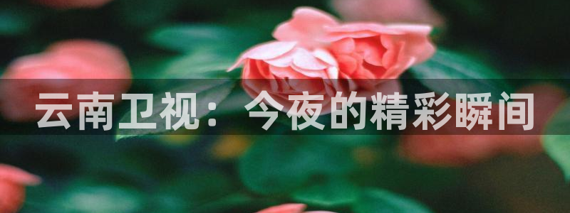 五星体育许玥：云南卫视：今夜的精彩瞬间